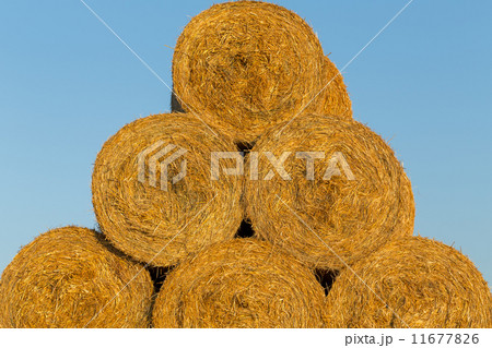 Piled hay bales on a field against blue sky Piled hay bales on a field against blue sky 11677826