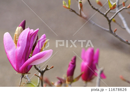 シモクレン（紫木蓮） 11678626