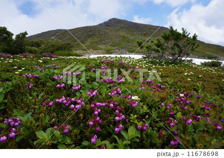 高山植物と桂月岳 高山植物と桂月岳 11678698