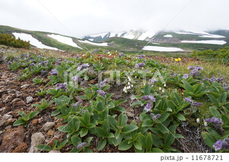 タルマイ草 （大雪山、北海岳） 11678721