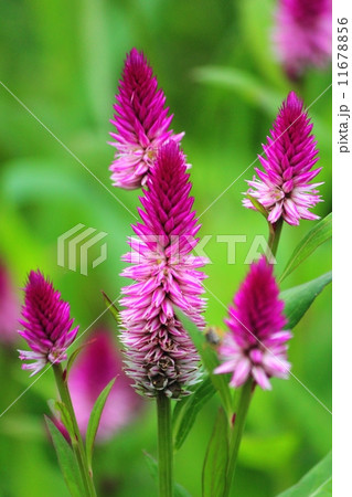 ケイトウ 11678856