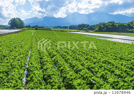 新鮮な高原野菜畑 新鮮な高原野菜畑 11678946