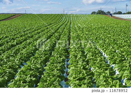 新鮮な高原野菜畑 11678952