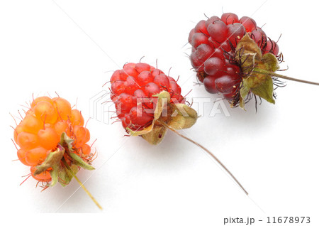 Ripe red and orange wild raspberries Ripe red and orange wild raspberries 11678973