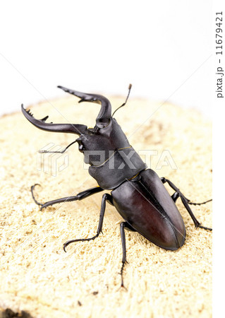 ノコギリクワガタ ノコギリクワガタ 11679421
