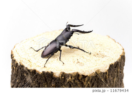 ノコギリクワガタ ノコギリクワガタ 11679434