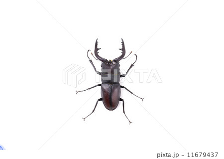 ノコギリクワガタ 11679437