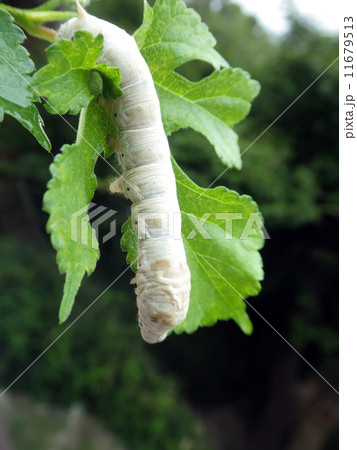 蚕と桑の葉 11679513