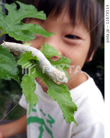 蚕を観察する子供 11679514