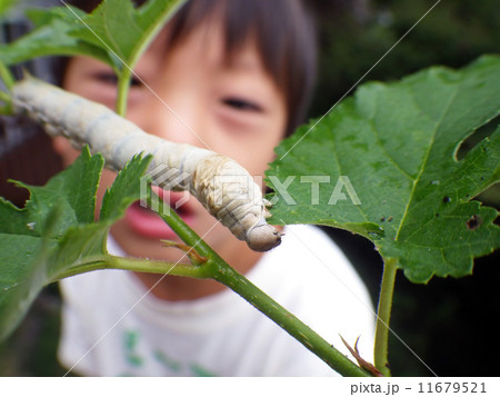 蚕を観察する子供 11679521