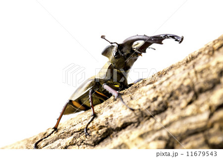 ミヤマクワガタ ミヤマクワガタ 11679543