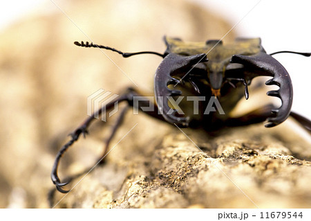 ミヤマクワガタ ミヤマクワガタ 11679544