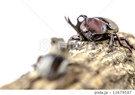 カブトムシとミヤマクワガタ 11679597