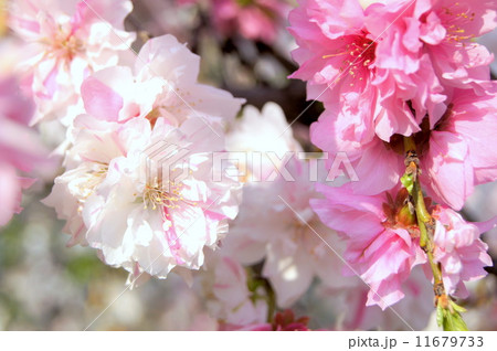 花桃(混色) 花桃(混色) 11679733