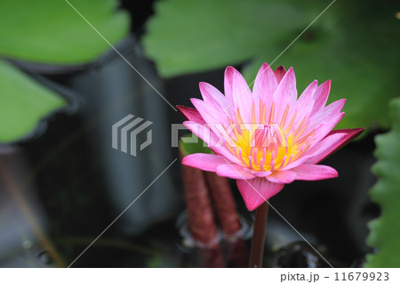 Lotus flower 11679923