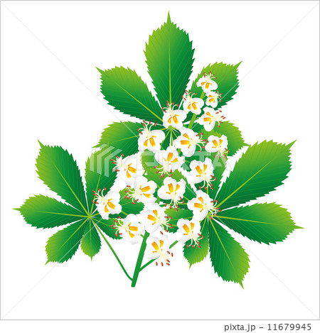Horse chestnut flower isolated object 11679945