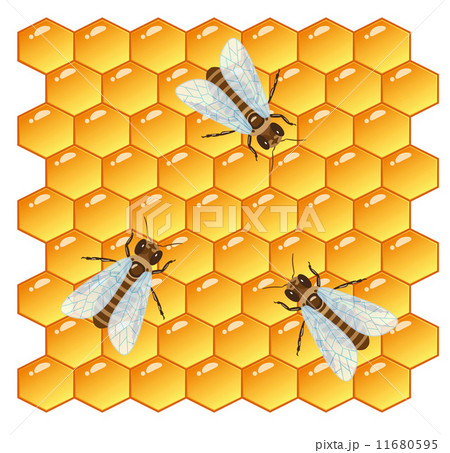 Bees and Honeycomb 11680595