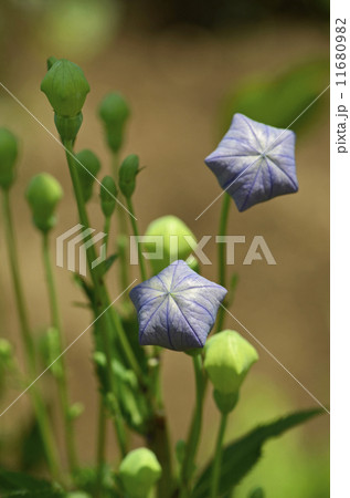 キキョウ（桔梗） 11680982