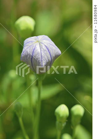 キキョウ（桔梗） 11680984