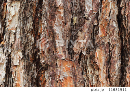 赤松の樹皮 赤松の樹皮 11681911