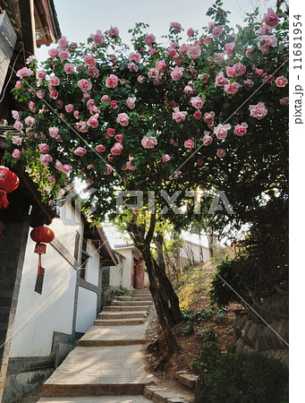 麗江古城 麗江古城 11681954
