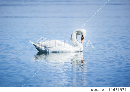 white swan 11681971