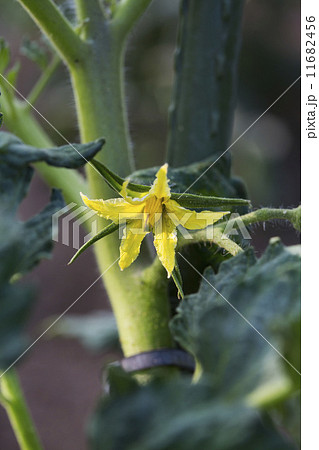 トマトの花 トマトの花 11682456