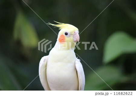 オカメインコと葉 11682622