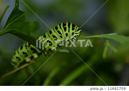 キアゲハの幼虫 キアゲハの幼虫 11682709