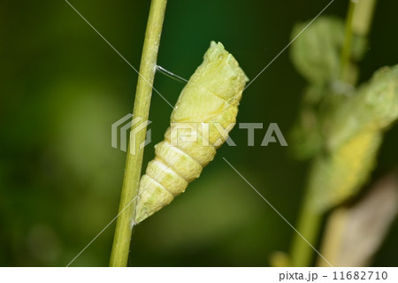 キアゲハの蛹 キアゲハの蛹 11682710