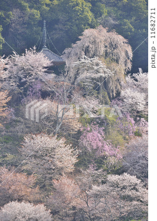 【奈良県】吉野山の桜と如意輪寺 11682711