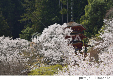 長谷寺の桜 長谷寺の桜 11682712
