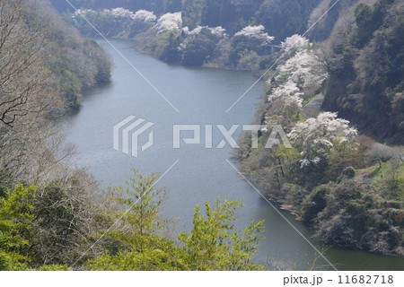 桜並木の道 11682718