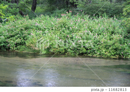 日光自然ふれあいの道 日光自然ふれあいの道 11682813