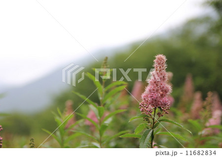 日光自然ふれあいの道 日光自然ふれあいの道 11682834