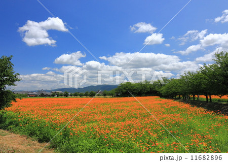 藤原宮跡のキバナコスモス 藤原宮跡のキバナコスモス 11682896