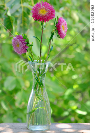 Chrysanthemum Flower 11682962