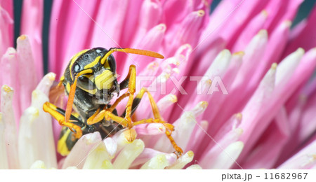 (Wasp (Wasp 11682967