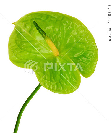Green anthurium (Flamingo flower; Boy flower) isolated on white 11683513