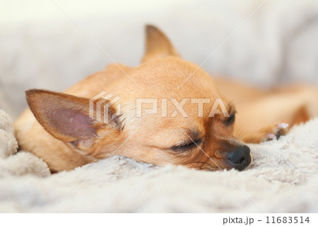 Sleeping red chihuahua dog on beige background. 11683514