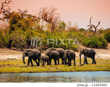 Elephant family at the river Elephant family at the river 11683662
