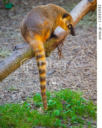 Coati sitting on the branch Coati sitting on the branch 11683682