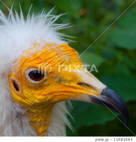 Yellow face of egyptian vulture in detail Yellow face of egyptian vulture in detail 11683683