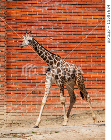 Young girafe in the zoo Young girafe in the zoo 11683684