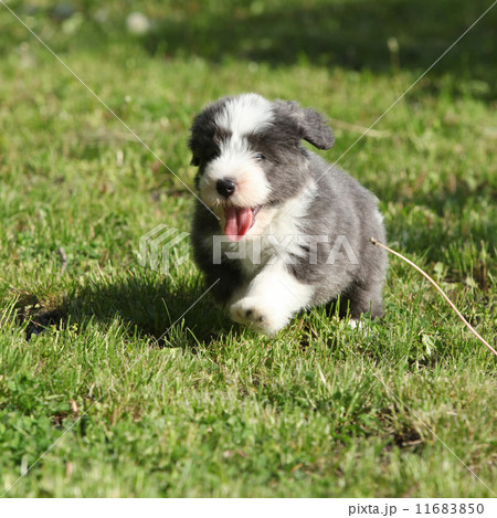 Bearded Collie running in the garden Bearded Collie running in the garden 11683850