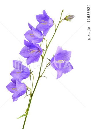 Blooming forest bellflowers 11683924