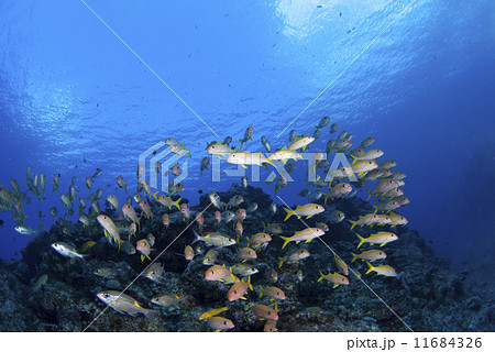 青い海と黄色い魚の群れ 11684326