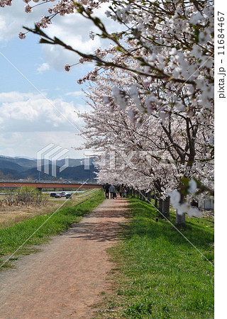 北海道余市町桜堤み 北海道余市町桜堤み 11684467