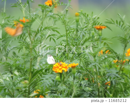 花・蝶・蜂 花・蝶・蜂 11685212