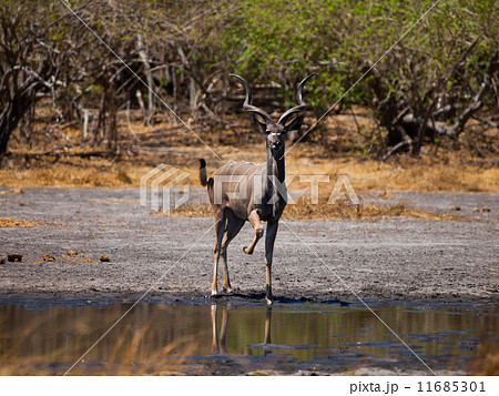 Kudu antelope Kudu antelope 11685301